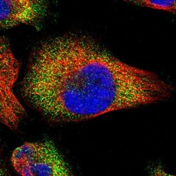 PASK Antibody, Novus Biologicals 25 &mu;L; Unlabeled:Antibodies, Polyclonal